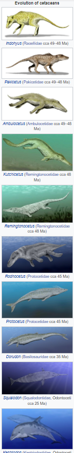 A sequence of 10 drawings of extinct animals: Indohys which looks sort of deer or dog like, Pakicetus which looks more like a dog, Ambulocetus which still looks sort of dog like but with a longer nose and slightly webbed feet, Kutchicetus which is swimming (as all the rest will be) looks more like an otter with a long tail and long snout, Remingtonocetus which now has shorter legs, Rodhocetus which has stubbier webbed legs and a shorter snout and tail, Protocetus, which looks like a dolphin with fins on the tail, but instead of front fins are small legs, Dorudon which has a longer body and stubby more fin-like legs, Squalodon which looks much like a thin dolphin, Kentriodon which just looks like a dolphin.